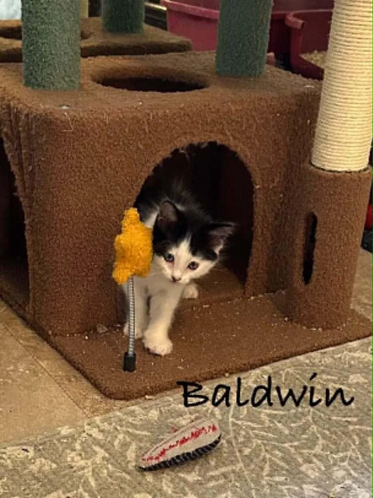 A baby small-sized male Domestic Short Hair cat named Baldwin for adoption in Groveland, MA