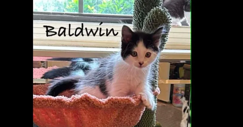 Baldwin thumbnail 2