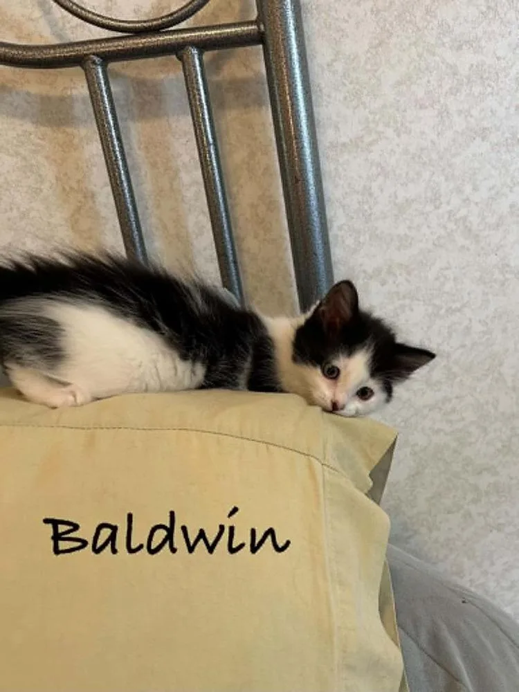 Baldwin thumbnail 3