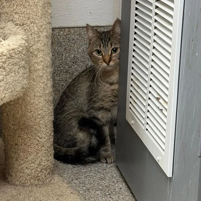 Macaroni thumbnail 2