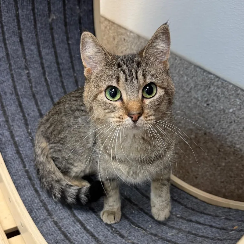 Macaroni thumbnail 3