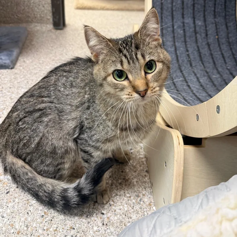 Macaroni thumbnail 4