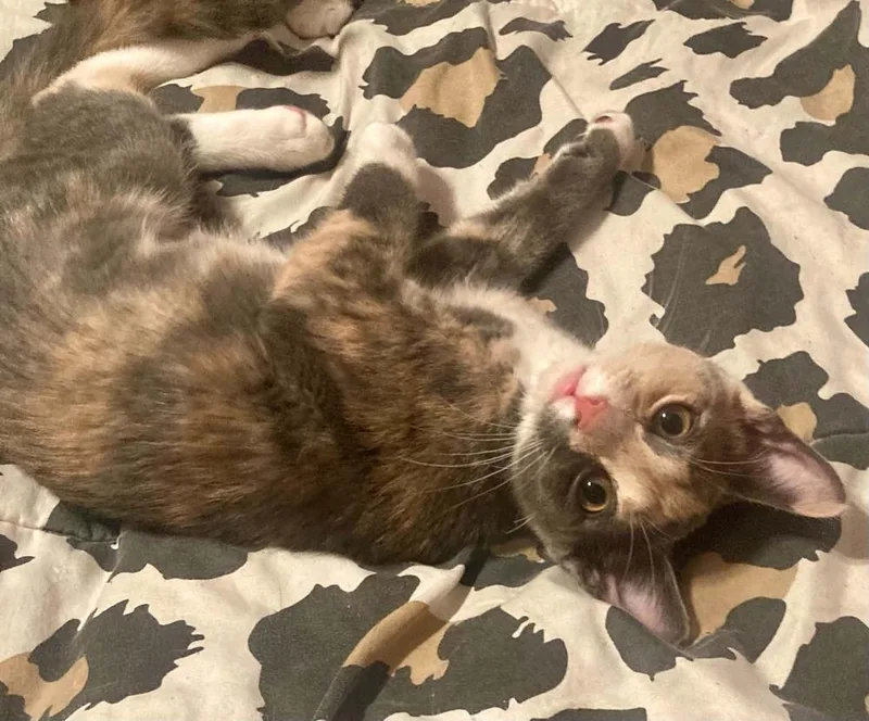 A baby small-sized female Domestic Short Hair cat named Lilac for adoption in West Mifflin, PA
