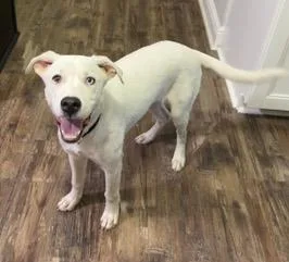A baby medium-sized male White / Cream Labrador Retriever dog named Ghost for adoption in Longwood, FL