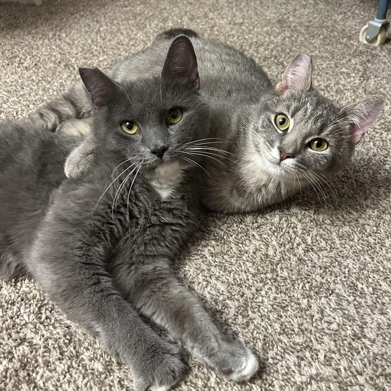 A young medium-sized female Tabby (Gray / Blue / Silver) Domestic Short Hair cat named Lovey for adoption in DuBois, PA