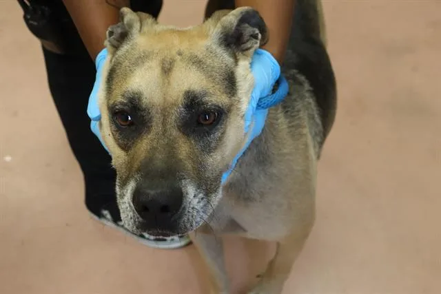 An adult large-sized male Mixed Breed dog named Bump for adoption in Columbia, SC