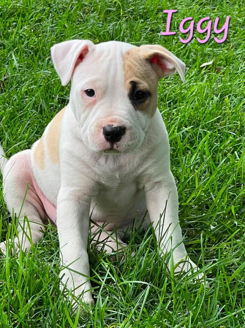 A baby large-sized female Apricot / Beige American Bully dog named Iggy for adoption in Elburn, IL