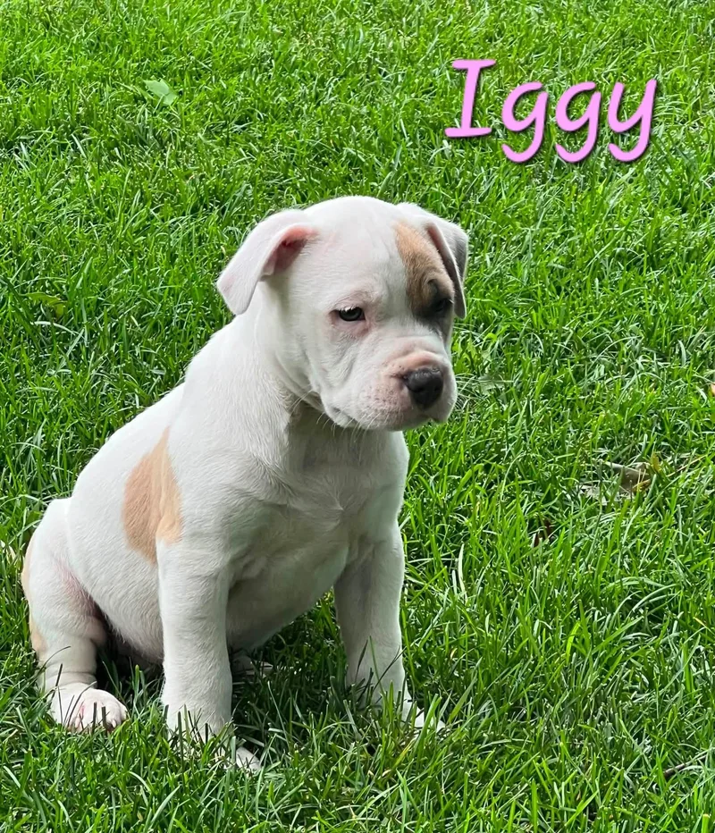 Iggy thumbnail 2