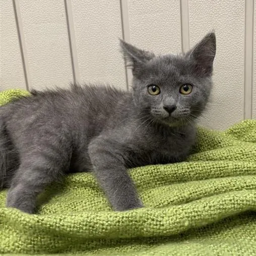 A baby small-sized female Gray / Blue / Silver Domestic Short Hair cat named Ash for adoption in Hawthorne, CA