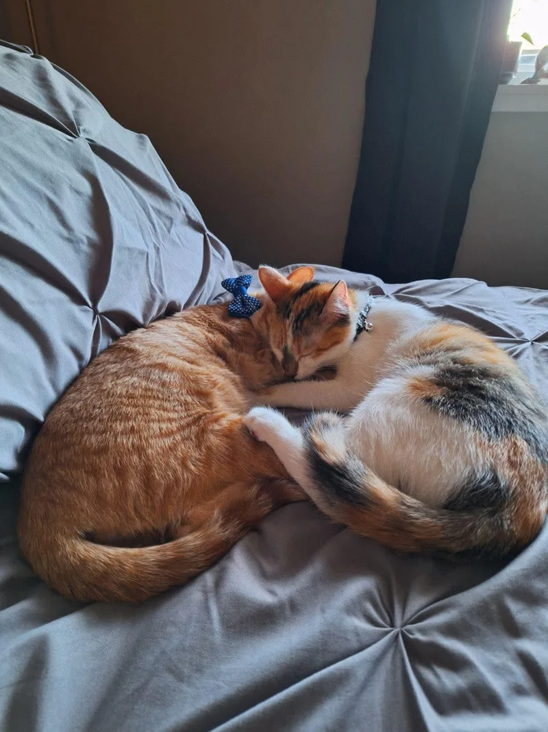 An adult medium-sized female Calico Domestic Short Hair cat named Willow for adoption in Sioux Falls, SD