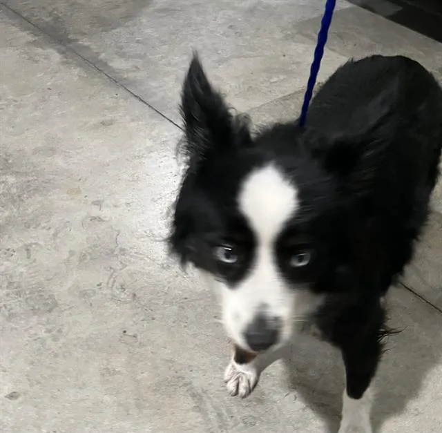 A young small-sized male Australian Shepherd dog named Randy for adoption in Miami, FL