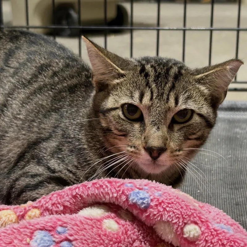 A young medium-sized male Brown / Chocolate Domestic Short Hair cat named Michael Myers for adoption in Hattiesburg, MS