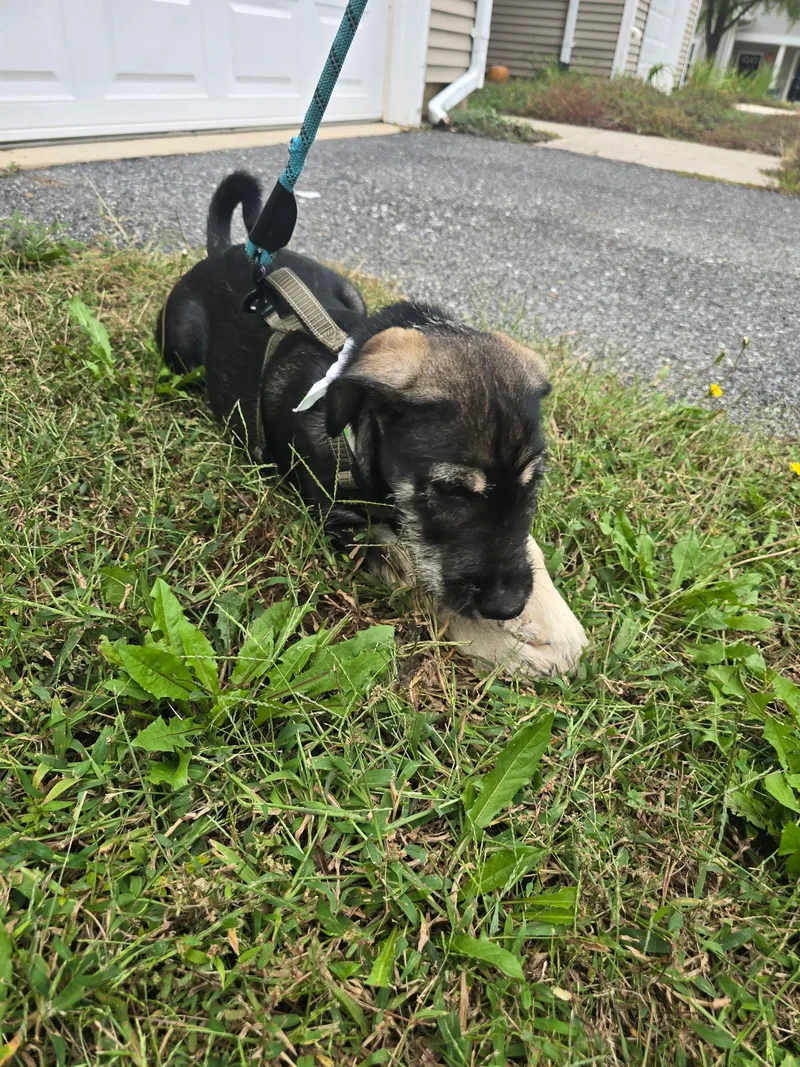 A baby medium-sized male Schnauzer dog named Schmidt for adoption in Ellicott City, MD