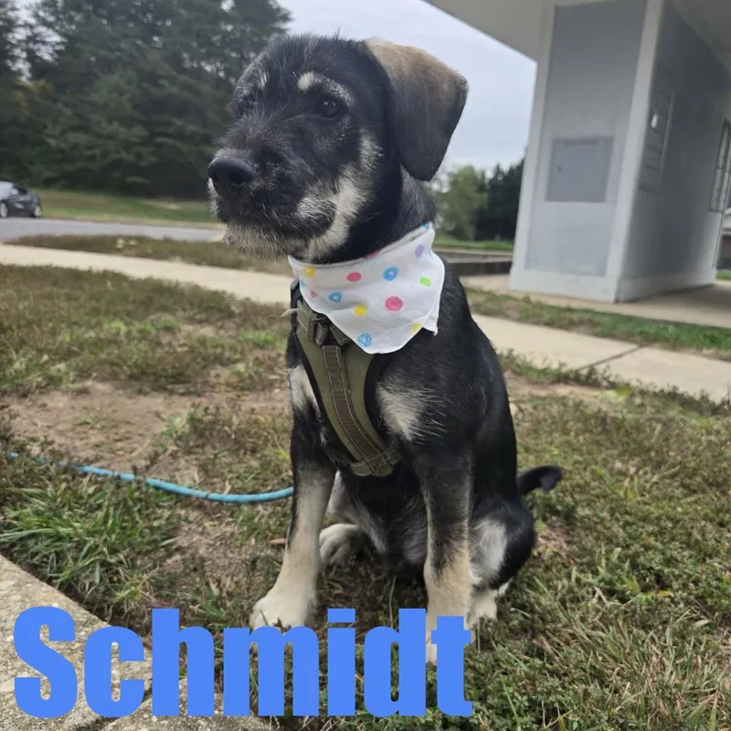 Schmidt thumbnail 5