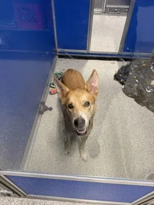An adult medium-sized male Siberian Husky dog named Chip for adoption in Pequot Lakes, MN