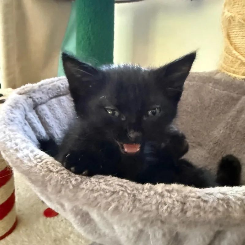 A baby small-sized male Black Domestic Short Hair cat named Bi for adoption in Tustin, CA