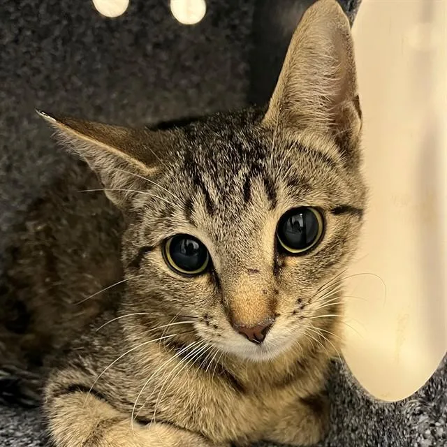 A young medium-sized female Domestic Short Hair cat named Amelia for adoption in Naples, FL