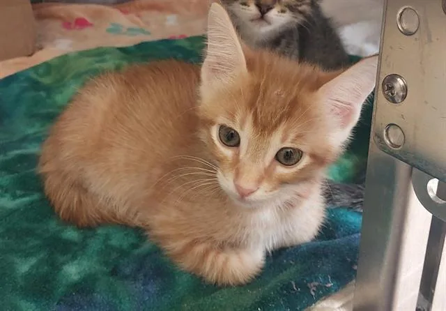 A baby small-sized male Domestic Short Hair cat named French Fri for adoption in Chula Vista, CA