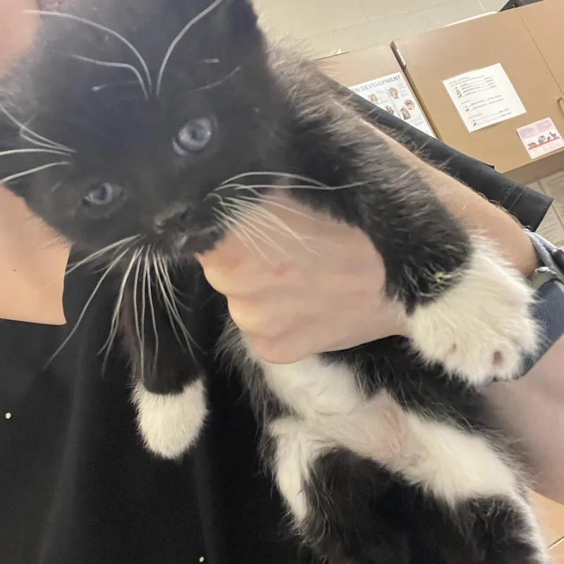 A baby small-sized female Black Domestic Short Hair cat named Barb for adoption in Bristol, IN