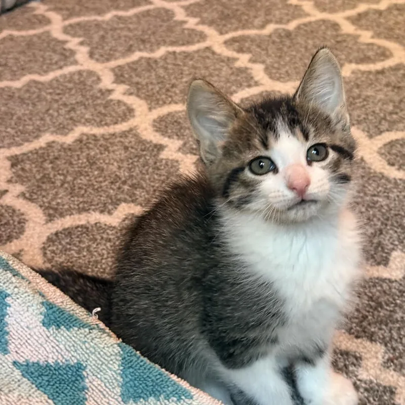 A baby small-sized female Buff / Tan / Fawn Domestic Short Hair cat named Freya for adoption in Wichita, KS