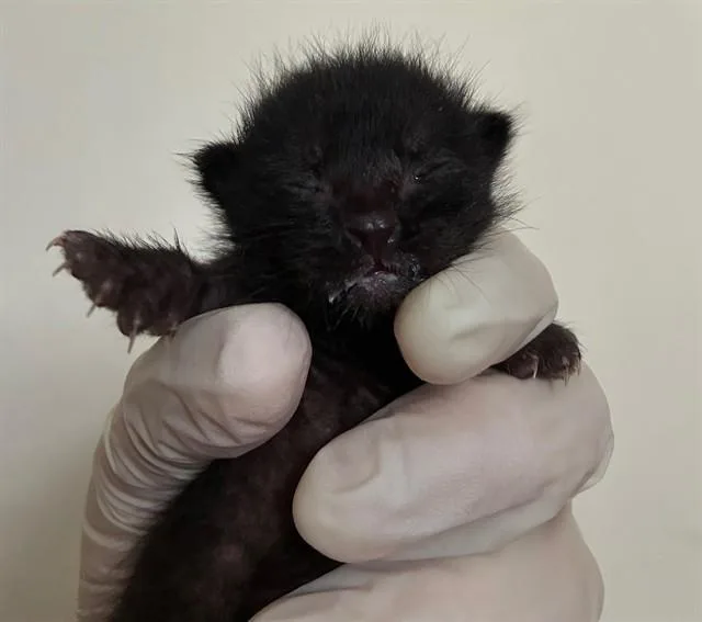 A baby small-sized male Domestic Short Hair cat named Salem for adoption in Riverside, CA