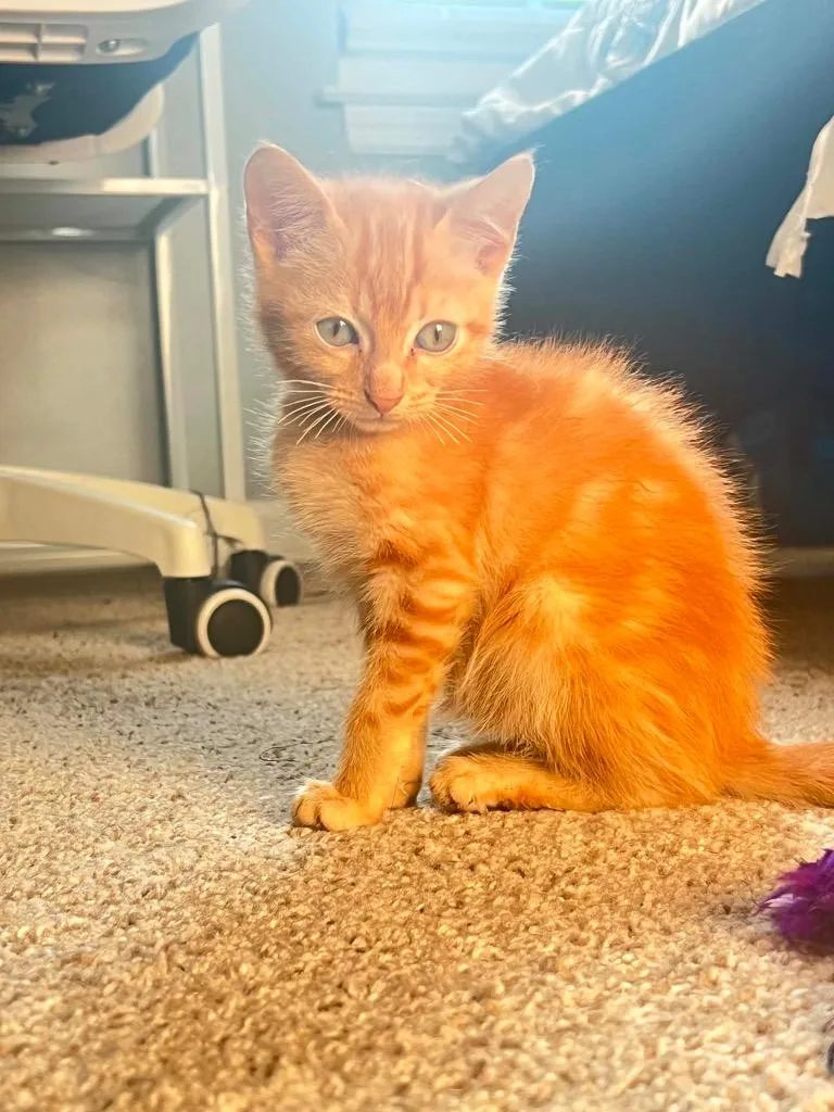 A baby small-sized male Domestic Short Hair cat named Singy Gingy for adoption in Augusta, GA