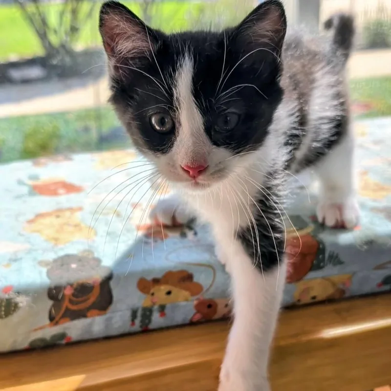 A baby small-sized male Black Domestic Short Hair cat named Leroy Best friends with for adoption in West Jefferson, OH