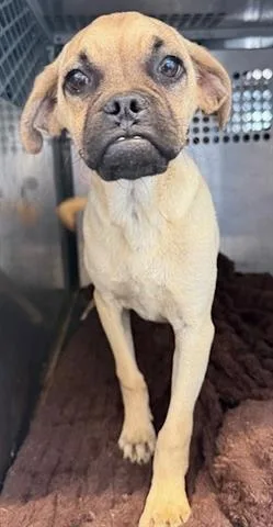 A young small-sized male Pug dog named Roland for adoption in San Martin, CA