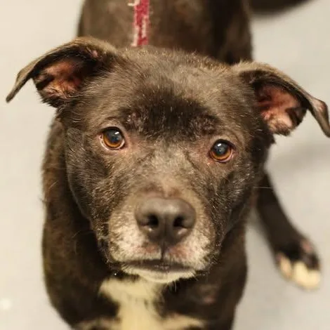 An adult medium-sized male Black Labrador Retriever dog named Zeus for adoption in Fredericksburg, VA