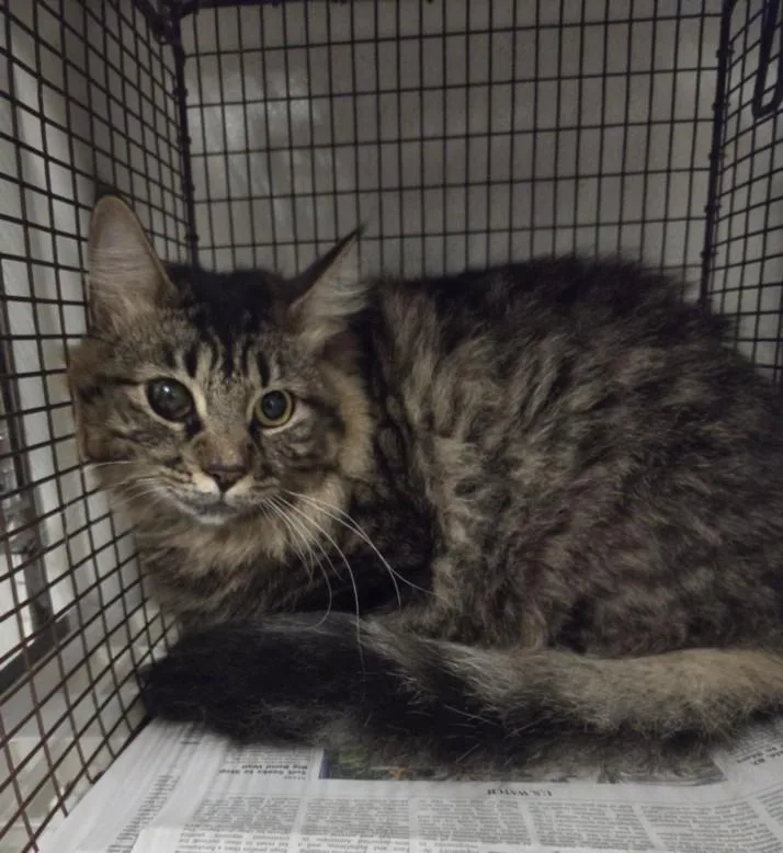A young large-sized male Domestic Medium Hair cat named Axel for adoption in Van Nuys, CA