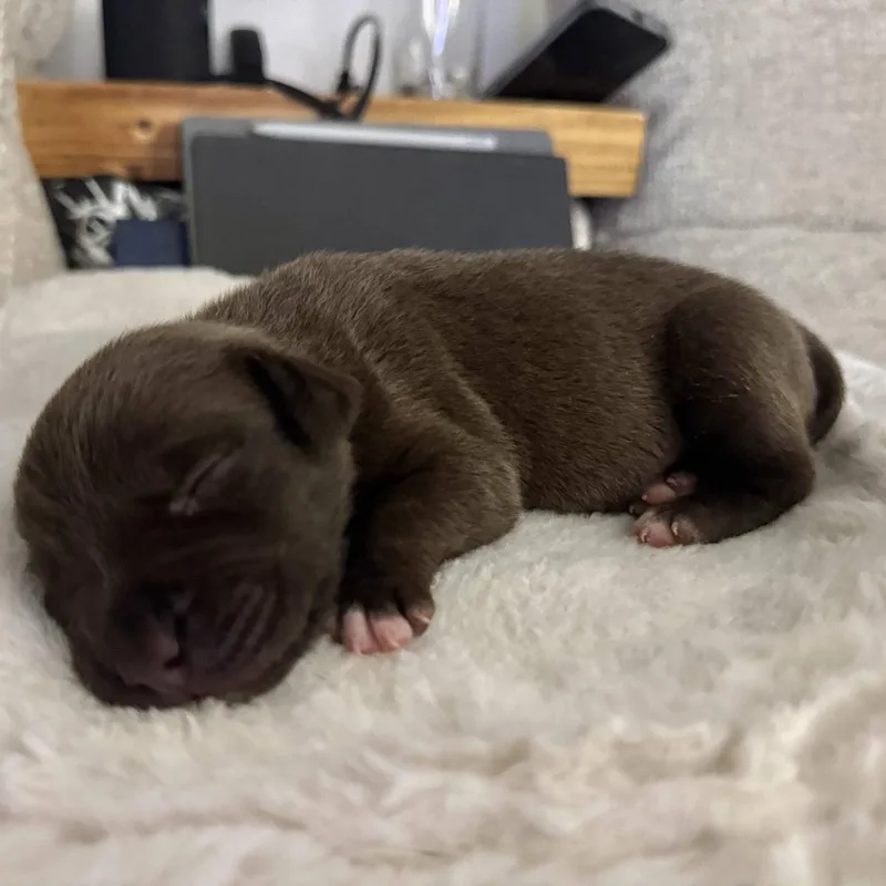 A baby medium-sized female Brown / Chocolate Terrier dog named Rizzo for adoption in Waxhaw, NC