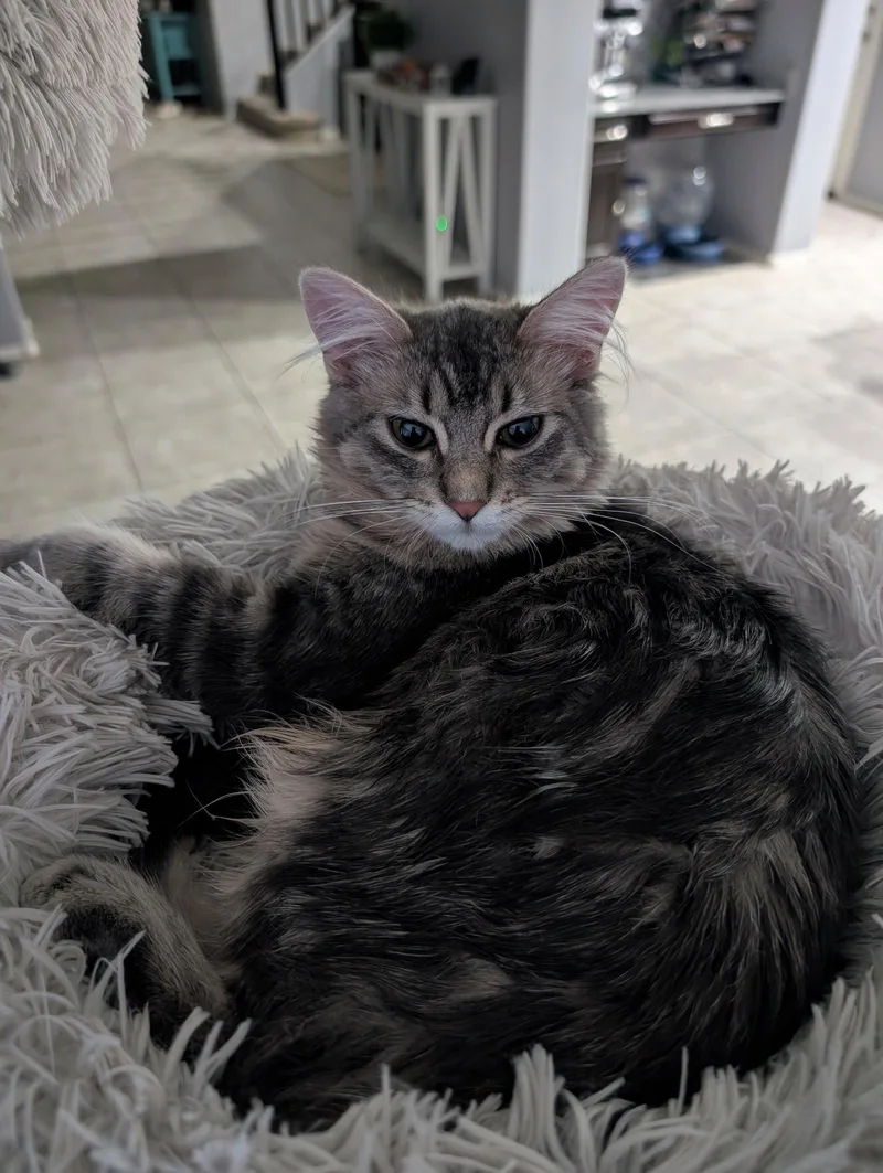 A baby medium-sized female Gray / Blue / Silver Norwegian Forest Cat cat named Marlow for adoption in Glendale, AZ
