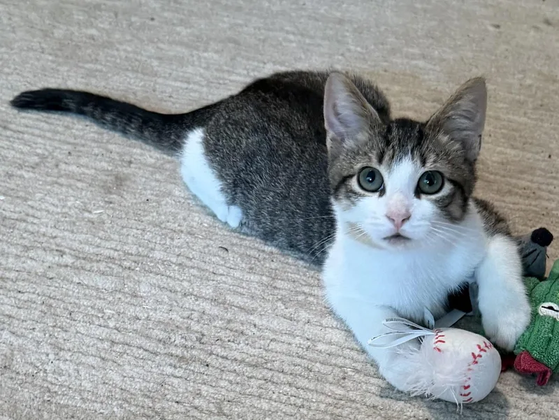 A baby medium-sized male Tabby (Brown / Chocolate) Domestic Short Hair cat named Jasper for adoption in Westfield, NJ