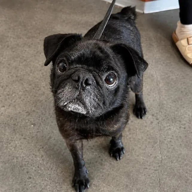 An adult small-sized male Pug dog named Clint for adoption in Grand Bay, AL