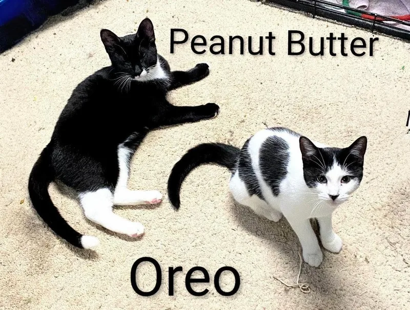 A young medium-sized female White Domestic Short Hair cat named Oreo for adoption in Binghamton, NY
