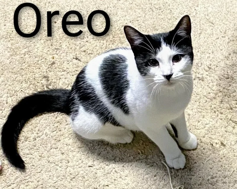 Oreo thumbnail 2