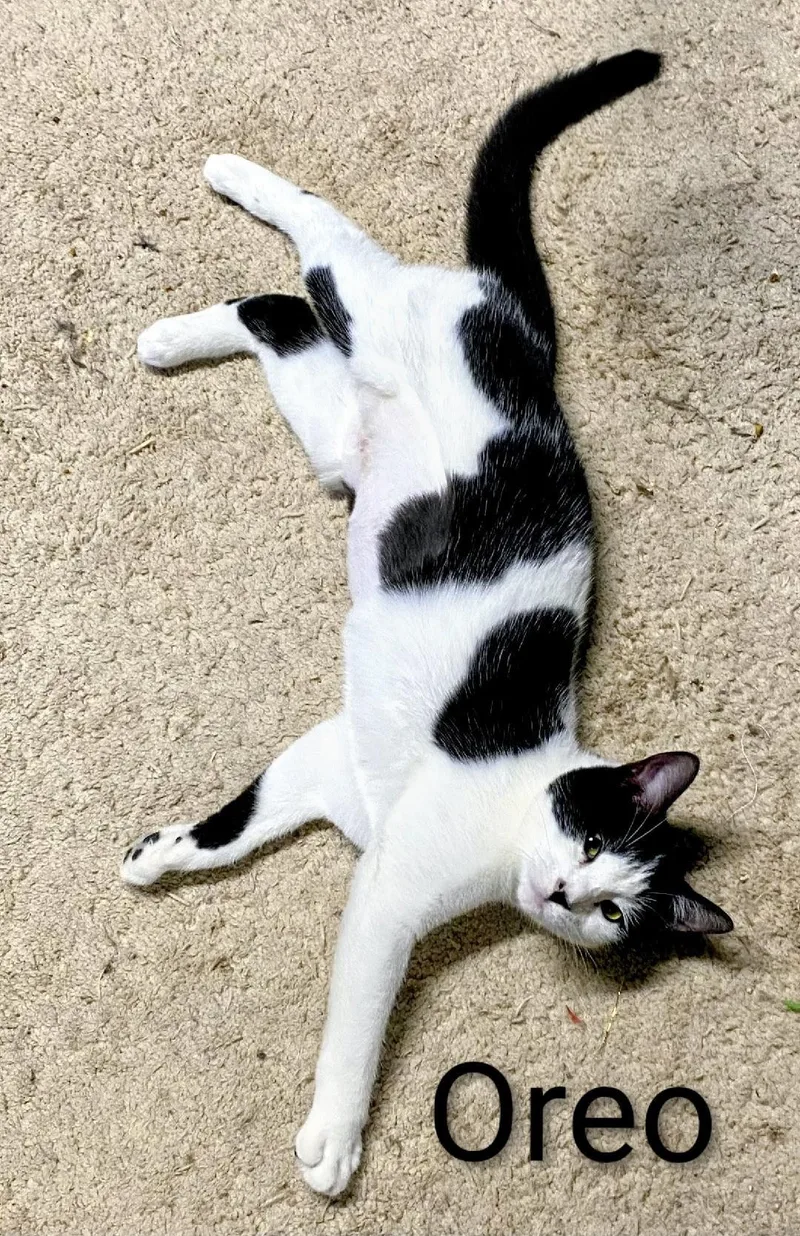 Oreo thumbnail 3