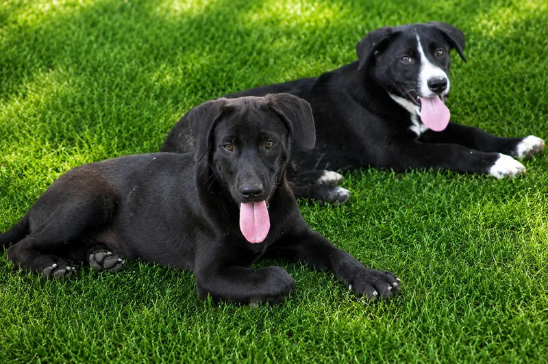 A baby medium-sized female Black Labrador Retriever dog named Betsy for adoption in Willington, CT