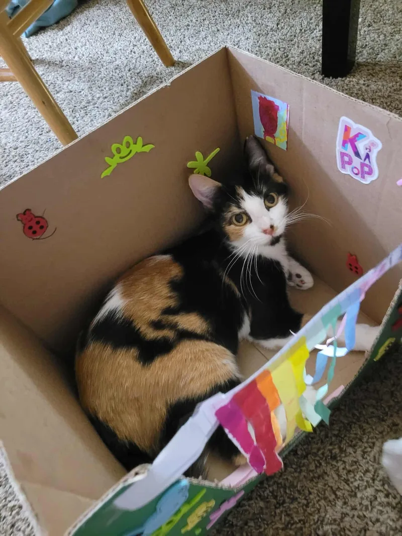 An adult medium-sized female Calico Domestic Short Hair cat named Autumn for adoption in Grand Forks, ND