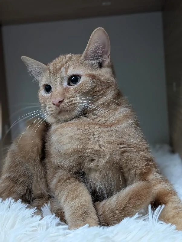 A young medium-sized female Orange / Red Domestic Medium Hair cat named Brigit for adoption in Adrian, MI