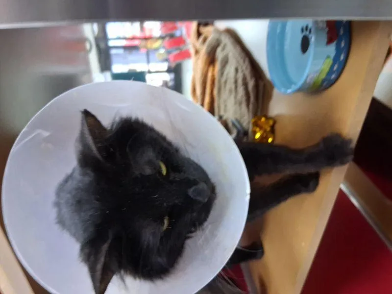 An adult medium-sized male Domestic Medium Hair cat named Leo for adoption in Lake Havasu City, AZ