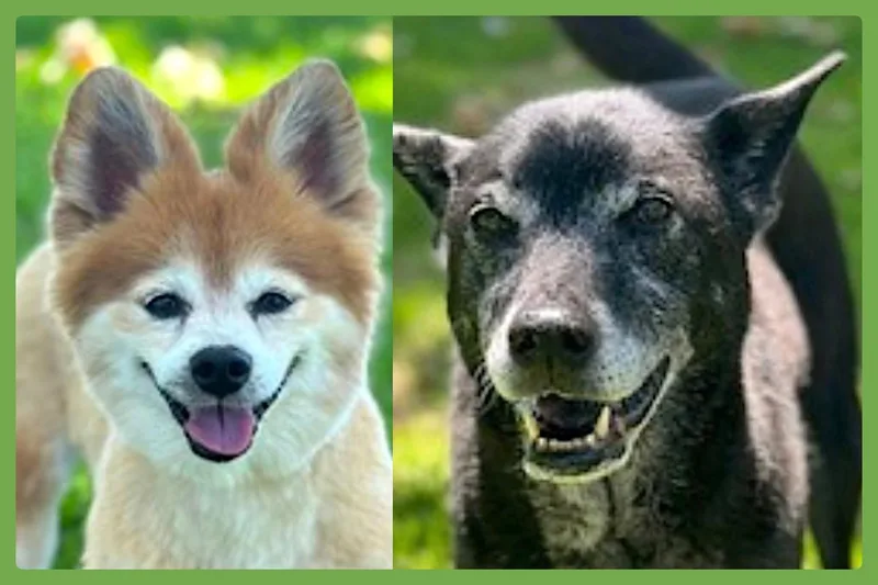 A senior small-sized female Golden Pomeranian dog named Eevee and Ellie for adoption in Amherst, MA
