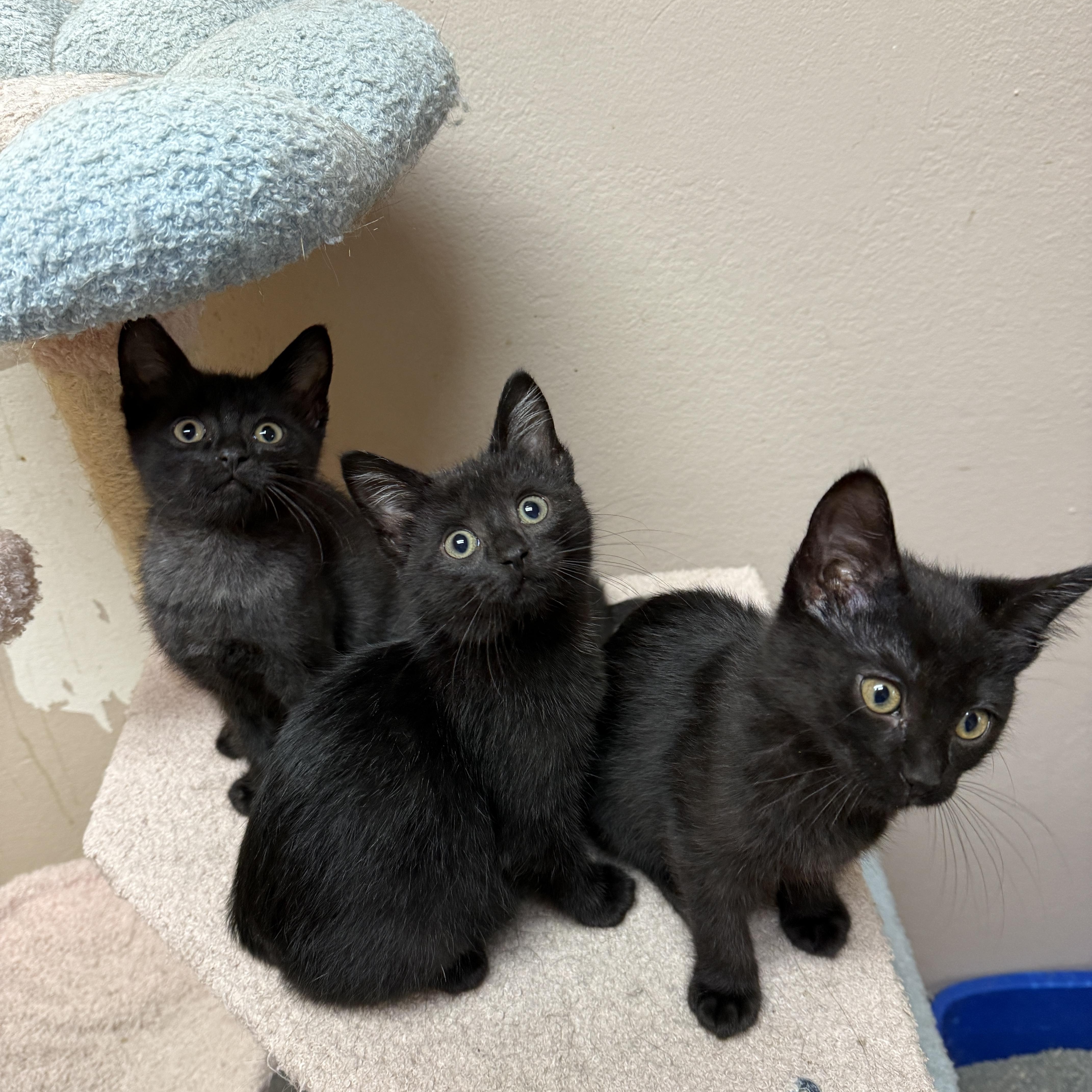 A baby large-sized male Black Domestic Short Hair cat named Latte for adoption in Oconto, WI