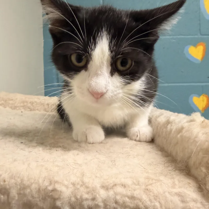 A baby medium-sized male Tuxedo cat named Grub for adoption in Gladstone, MO