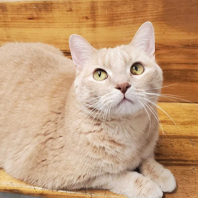 An adult large-sized female Buff / Tan / Fawn Domestic Short Hair cat named Cider for adoption in Marseilles, IL