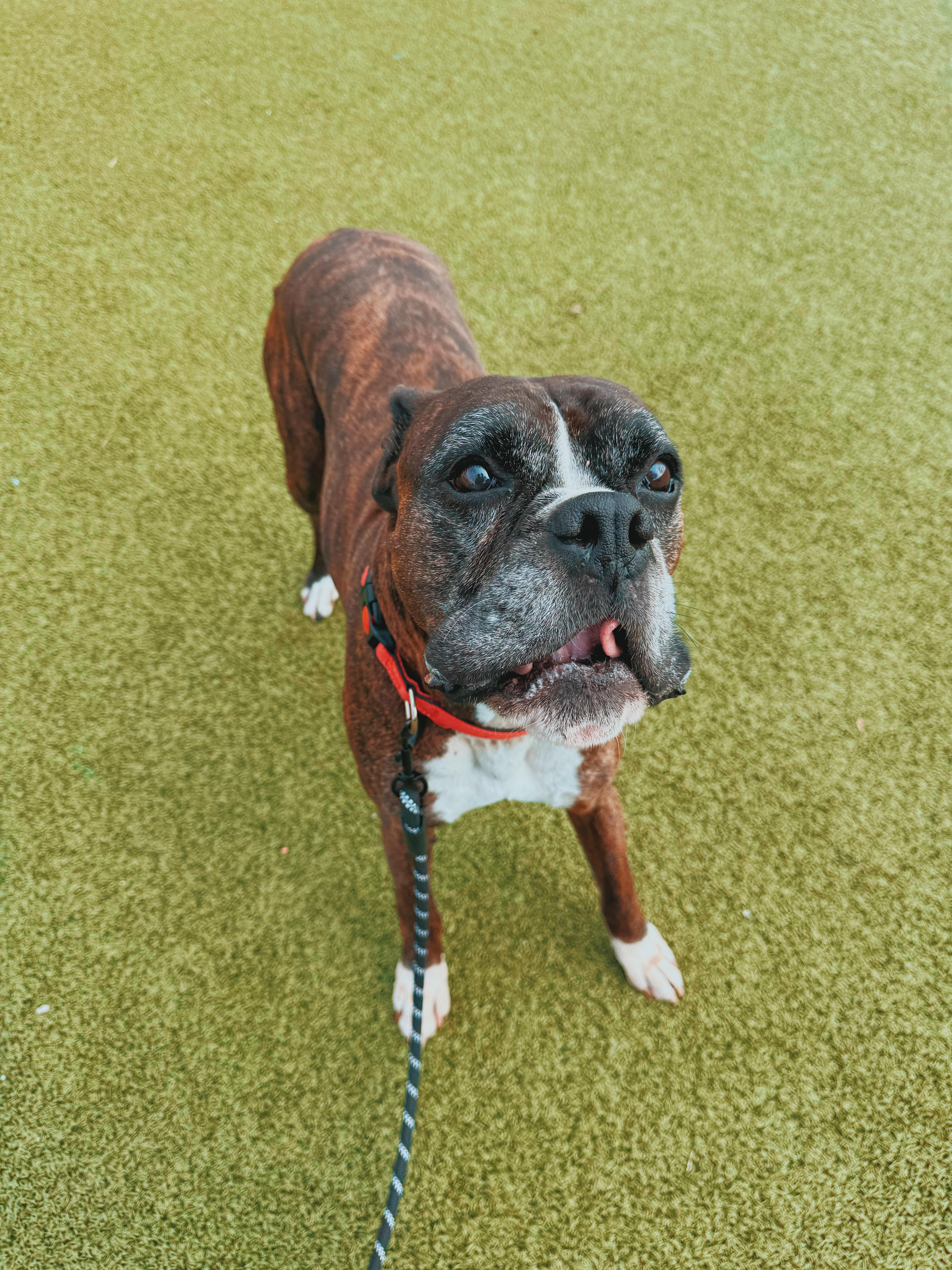 A senior large-sized male Brindle Boxer dog named Hank for adoption in Hays, KS