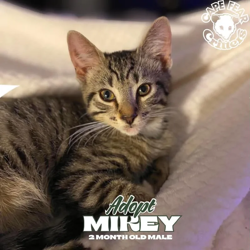 A young small-sized male Domestic Short Hair cat named Mikey for adoption in Wilmington, NC
