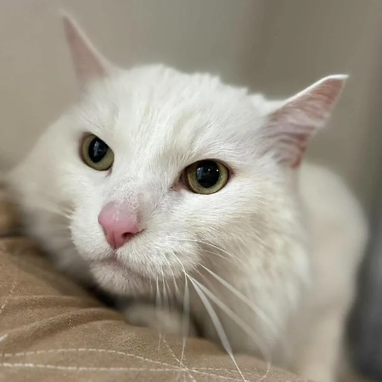 A senior medium-sized male Domestic Long Hair cat named Casper for adoption in Ramona, CA