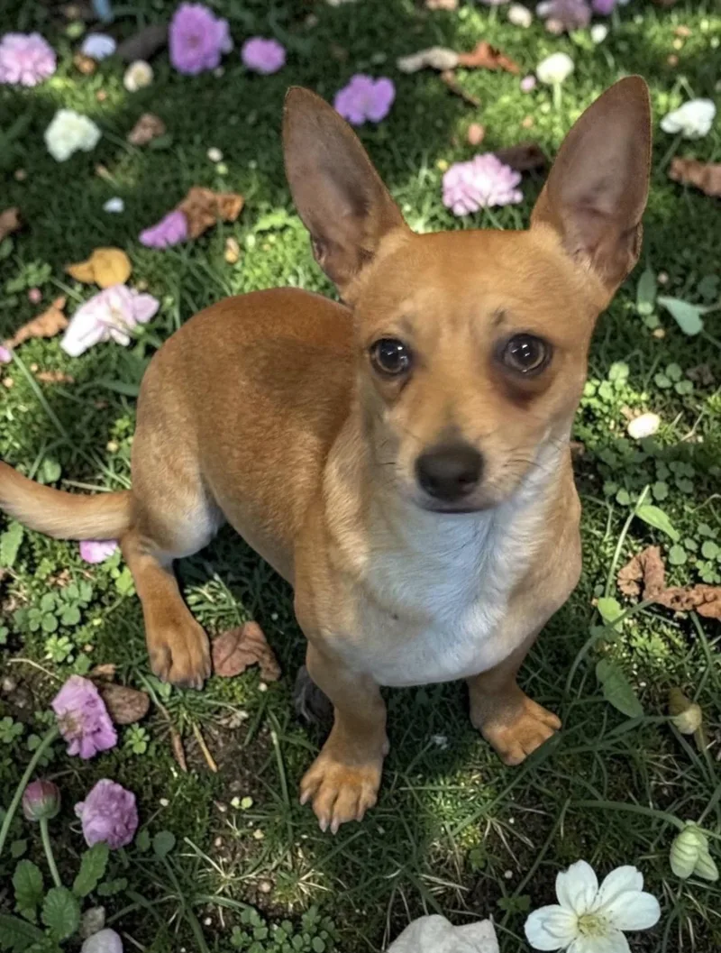 Biscuit