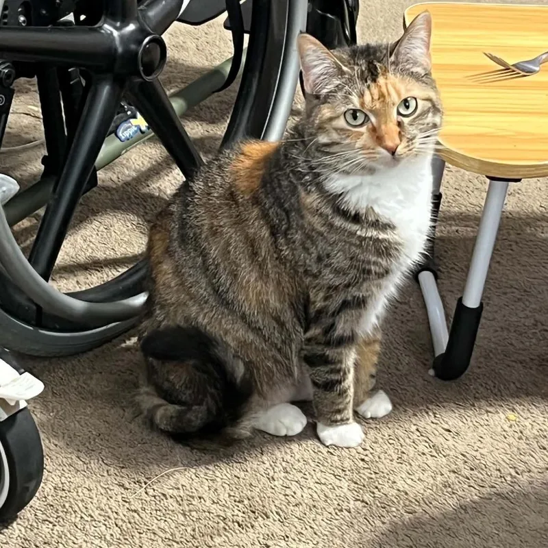 An adult medium-sized female Calico Domestic Short Hair cat named Milo Cute Declawed for adoption in Carmel, IN